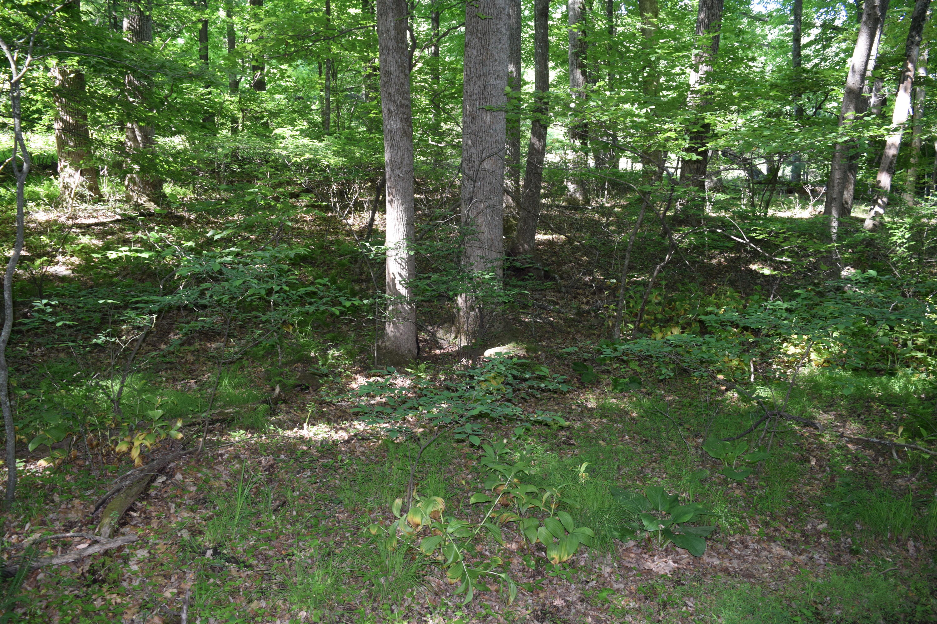 812 Conner Grove Road Southwest Willis, VA 24380 - Photo 62 of 87 DSC_0025