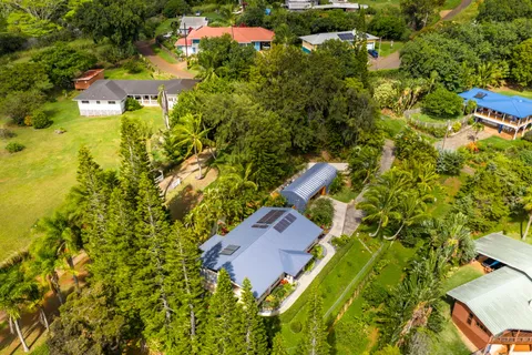 a view of a yard with plants and large trees