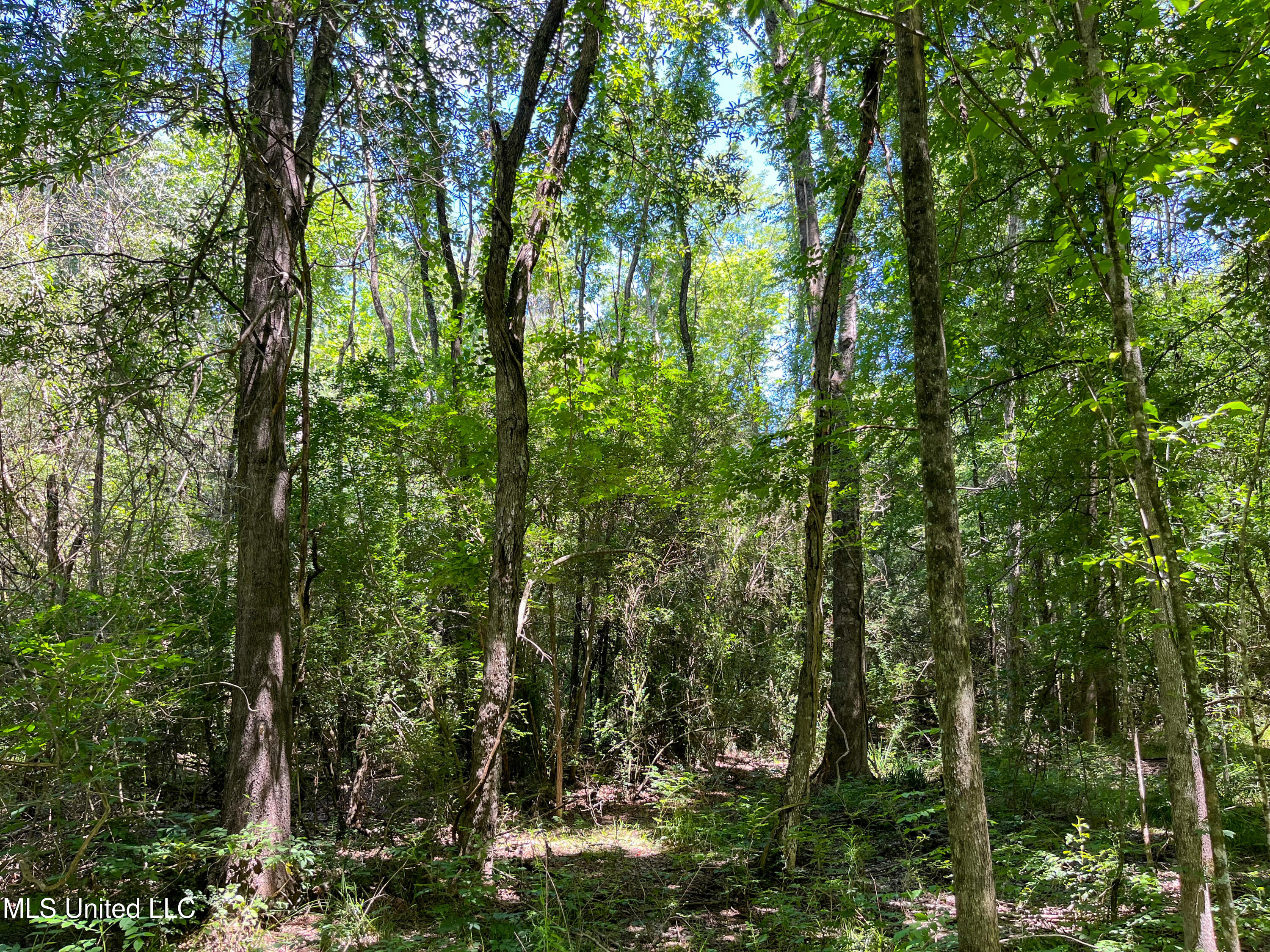 Ms-149 D'Lo, MS 39114 - Photo 25 of 26 IMG_7261