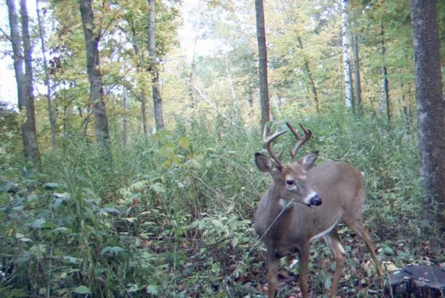 $495,000 | 0 420th Avenue, Menomonie, WI 54751