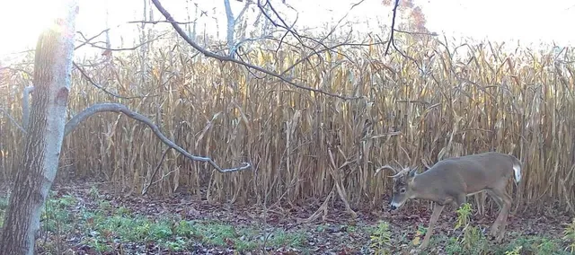 $495,000 | 0 420th Avenue, Menomonie, WI 54751