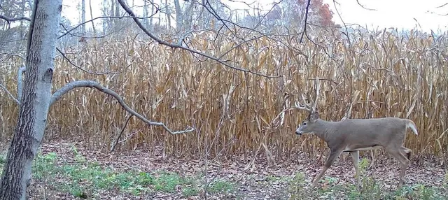 $495,000 | 0 420th Avenue, Menomonie, WI 54751