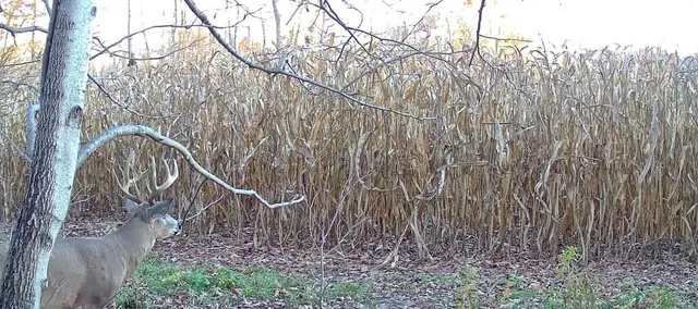 $495,000 | 0 420th Avenue, Menomonie, WI 54751