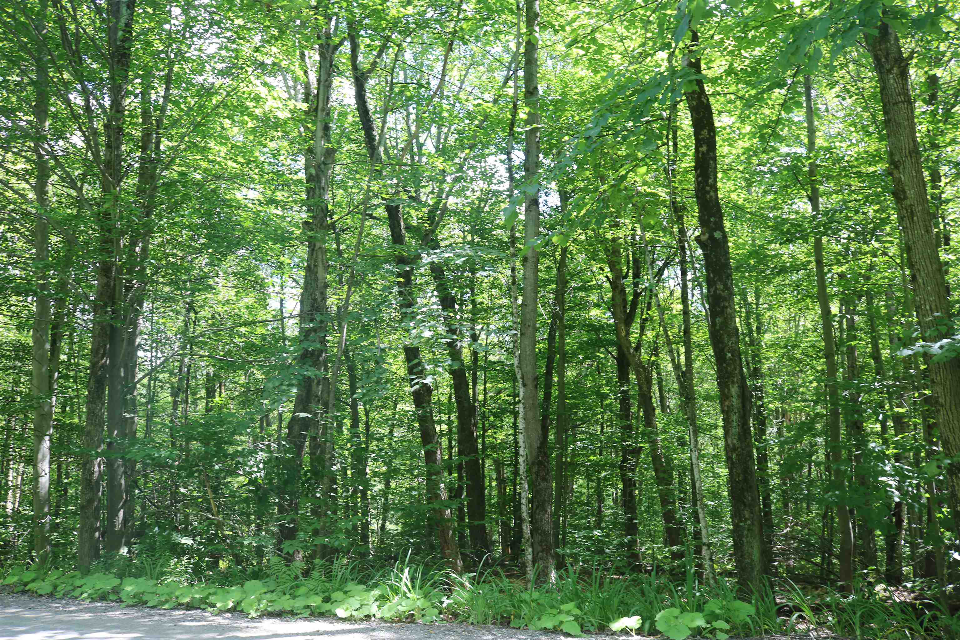 1454 Longley Bridge Road Enosburg Falls, VT 05450 - Photo 2 of 3 Gallery Image 2