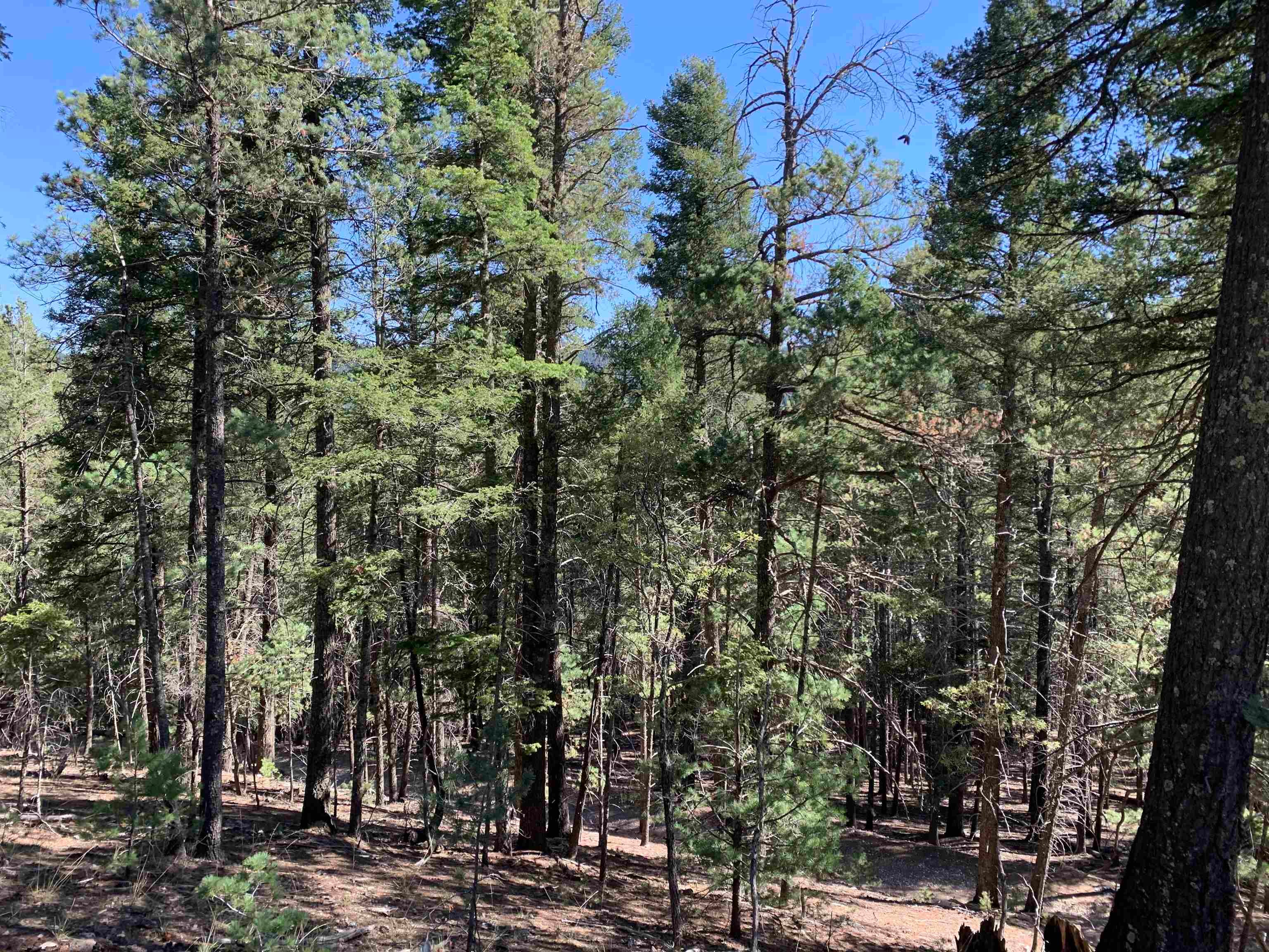 79 Lodge Spring Road Cloudcroft, NM 88317 - Photo 1 of 17 Gallery Image 1