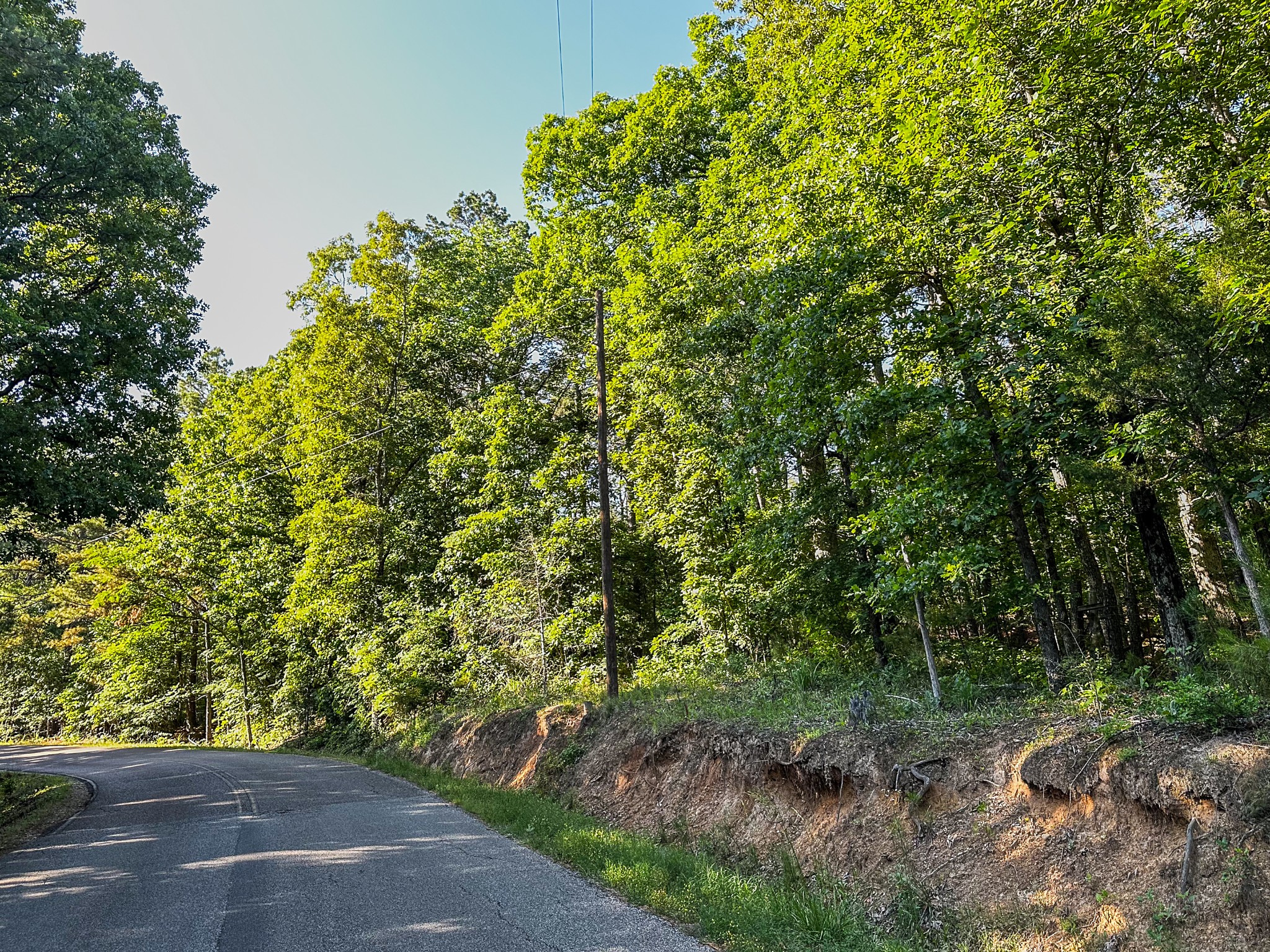 0 Post Road Michie, TN 38357 - Photo 2 of 12 a view of a yard with plants and large trees