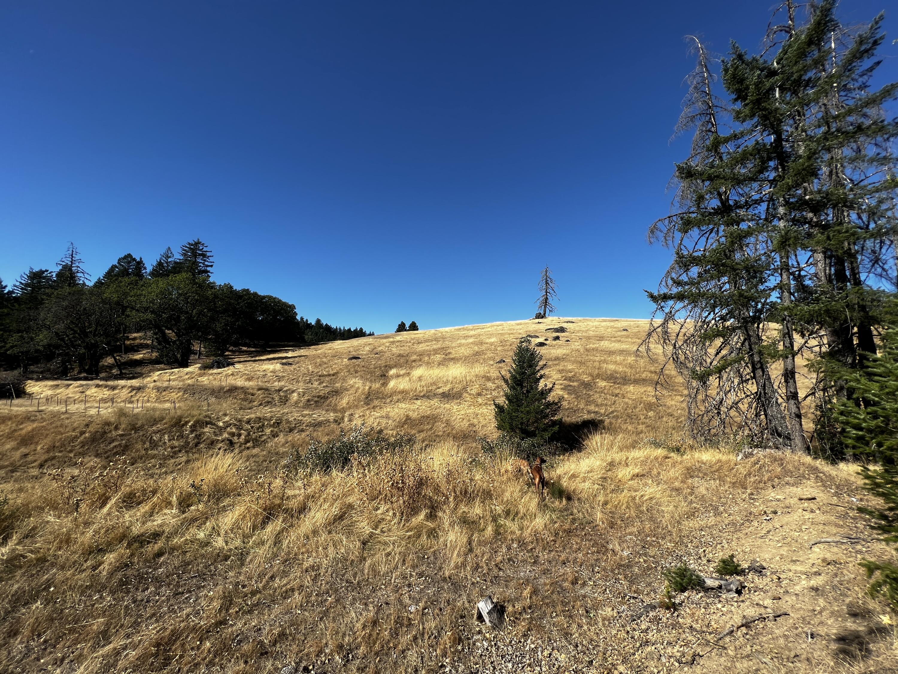 80-acre Bluff Creek Road Zenia, CA 95595 - Photo 11 of 27