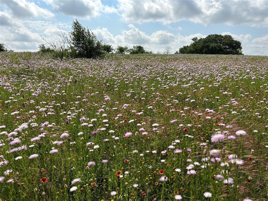 Tbd 1 Cr 343 Road Dublin, TX 76446 - Photo 17 of 33 View of local wilderness