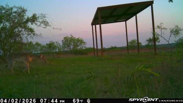 Tbd 1 Cr 343 Road Dublin, TX 76446 - Photo 4 of 33 View of yard at dusk