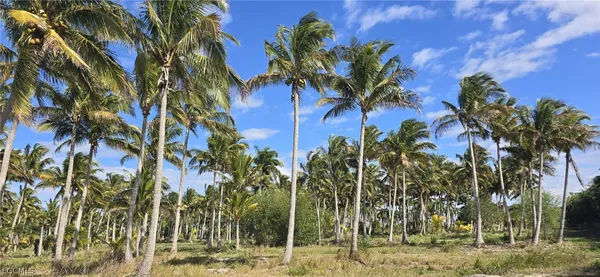 a view of a palm trees