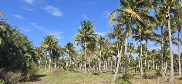 a view of yard with palm trees