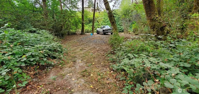 a view of a forest with trees and bushes