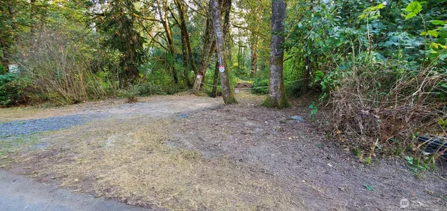 a view of a forest with trees in the background
