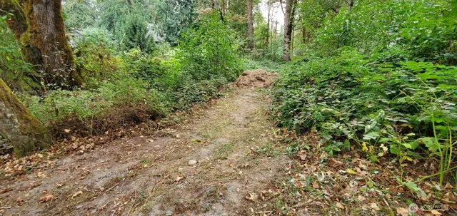 a view of a forest with plants and trees