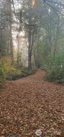 a view of a yard with trees