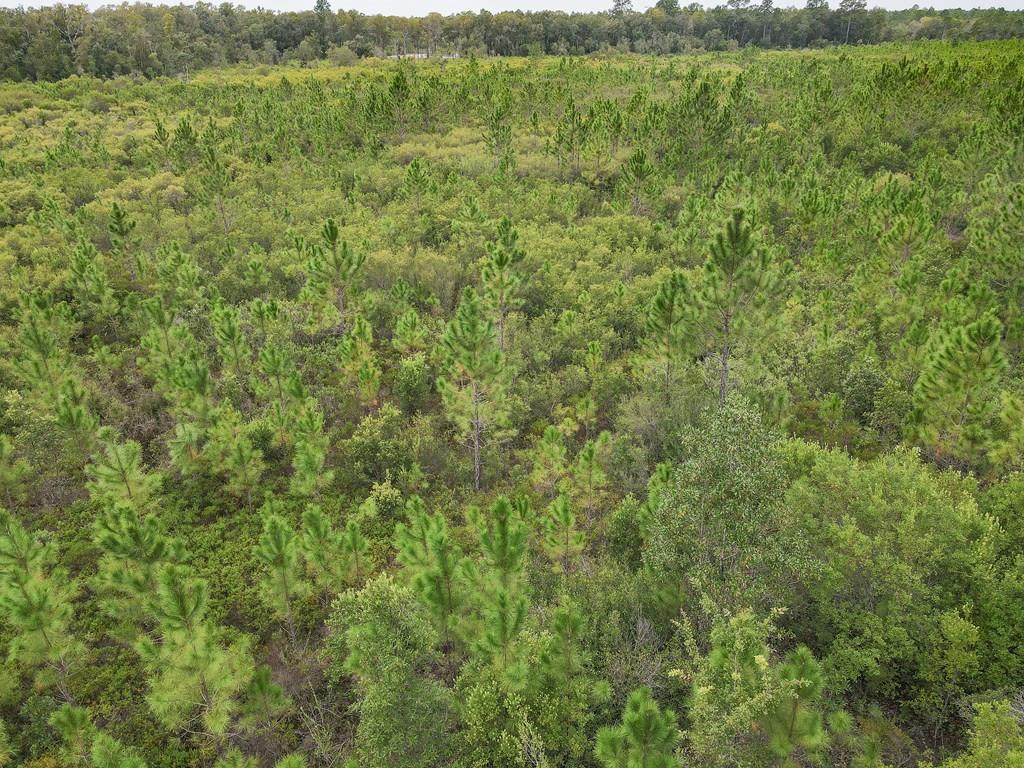 115 Beaver Road Carrabelle, FL 32322 - Photo 1 of 12 Gallery Image 1