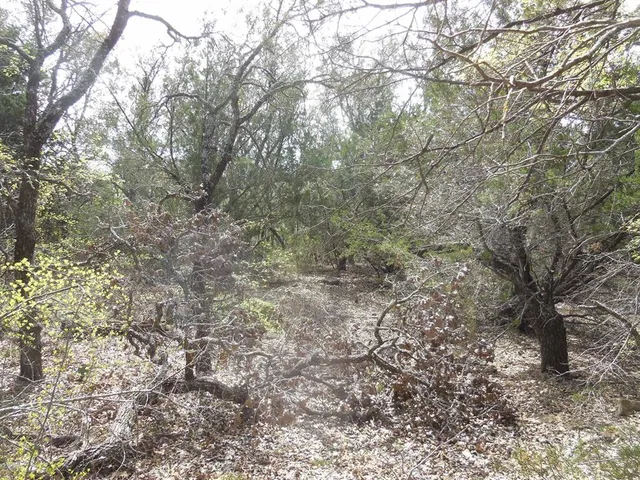 a big yard with a tree