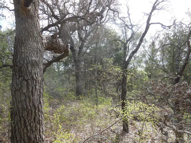 a view of a forest with trees