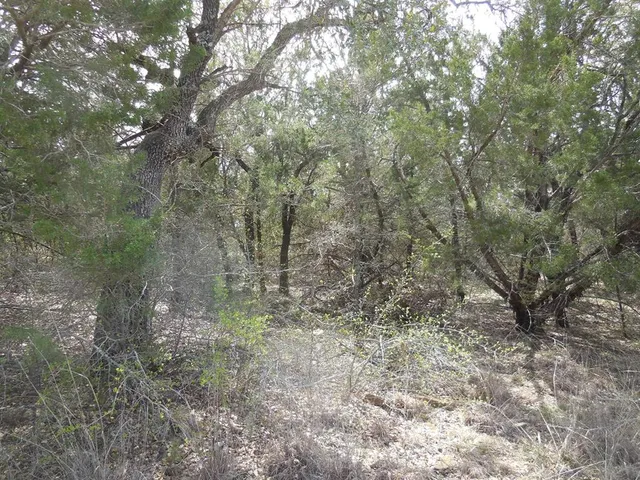 a view of a forest with trees in the background