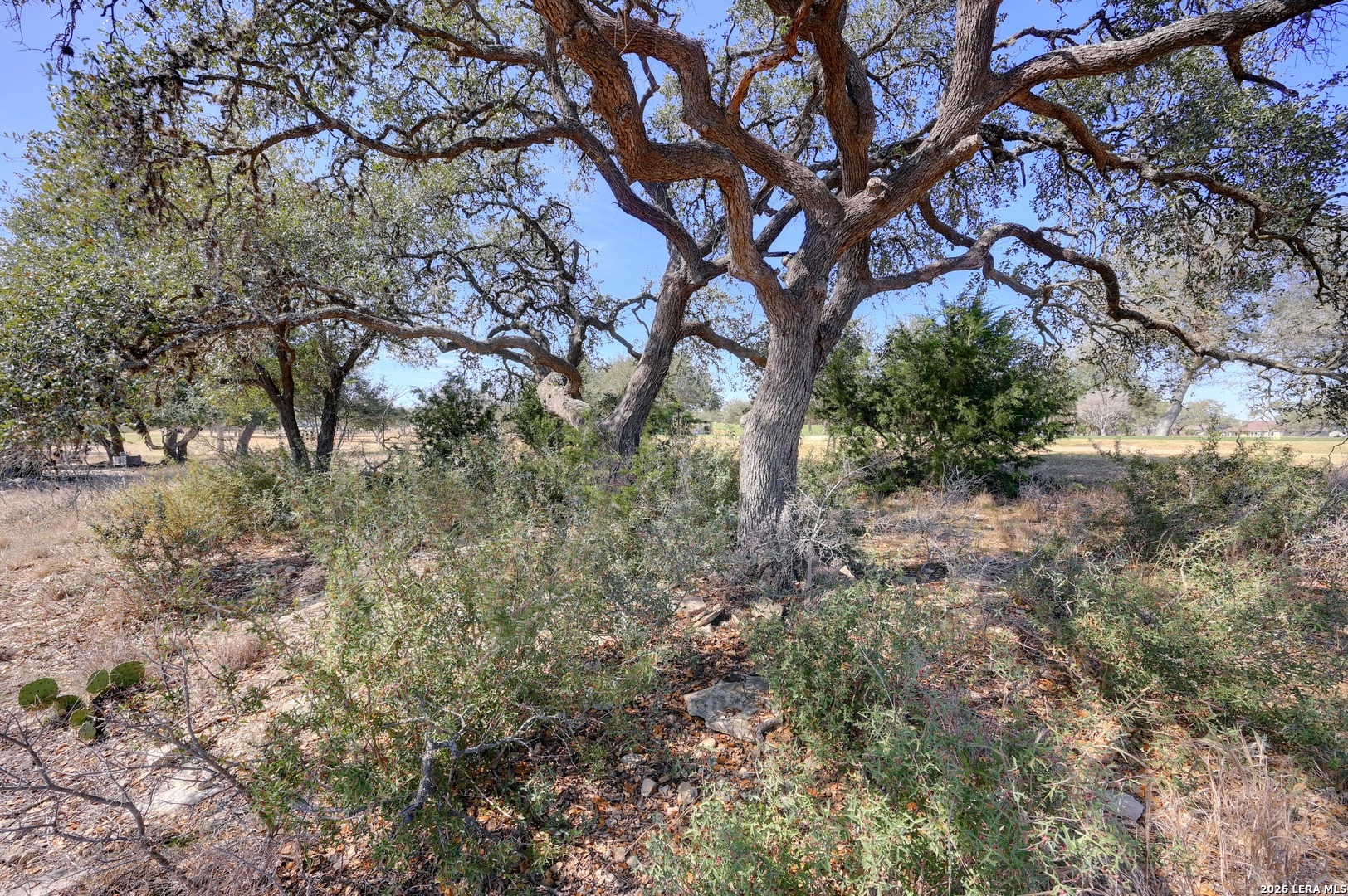 425 George Dolson Blanco, TX 78606 - Photo 17 of 27 a view of a tree in a yard