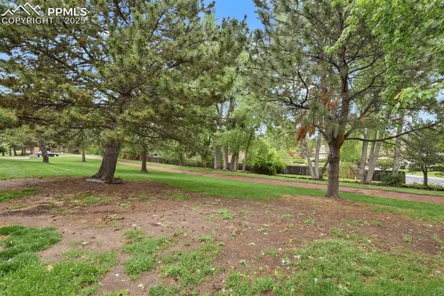 a view of a trees in a park