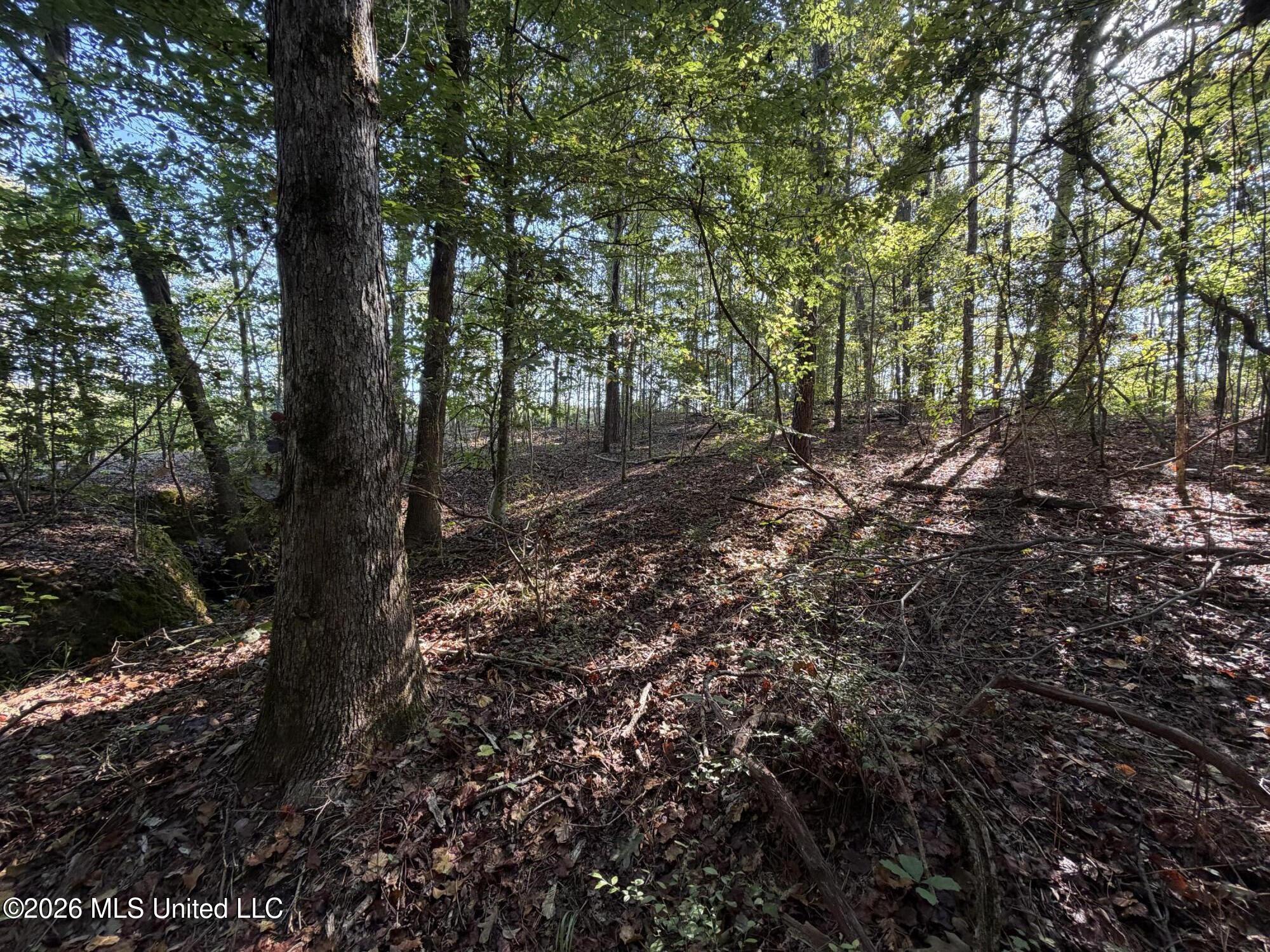 Cauthen Road Camden, MS 39045 - Photo 2 of 22 IMG_1445