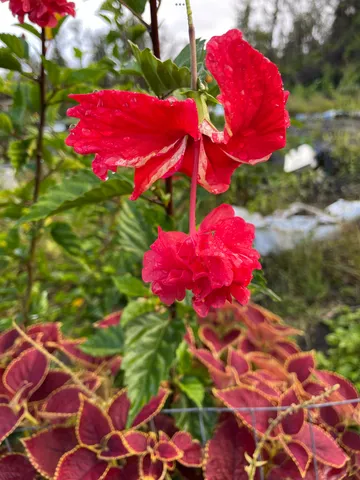 $125,500 | 27 Ulei Street, Mountain View, HI 96771