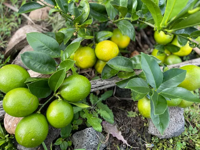 $125,500 | 27 Ulei Street, Mountain View, HI 96771