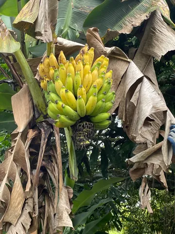 $125,500 | 27 Ulei Street, Mountain View, HI 96771