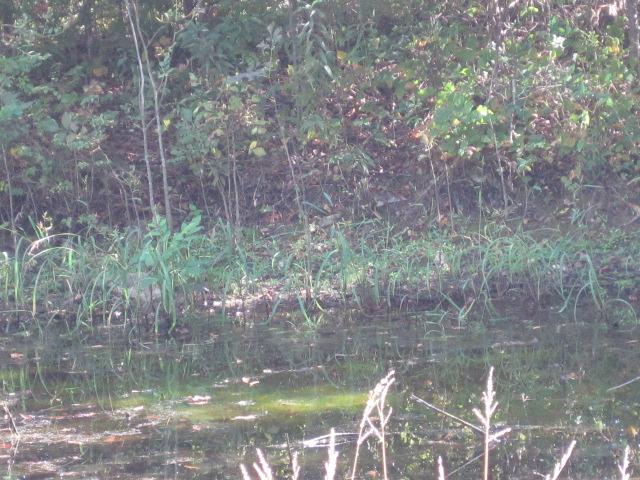 1212 Northeast Young Road Lebanon, TN 37087 - Photo 4 of 20 Pond.