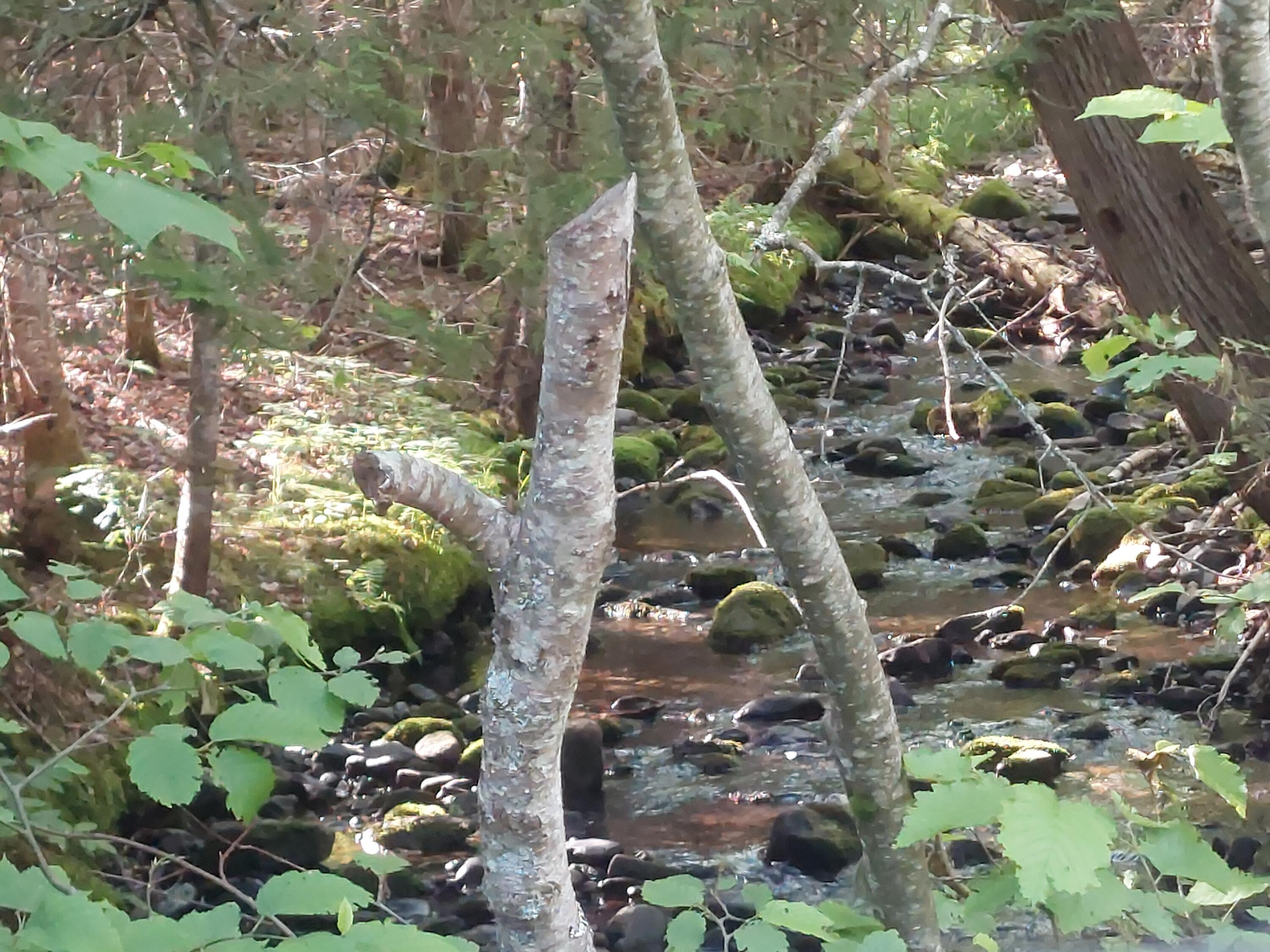 731 Kennebago Road Rangeley, ME 04970 - Photo 27 of 30 Stream