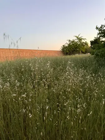 a view of a field of grass and trees