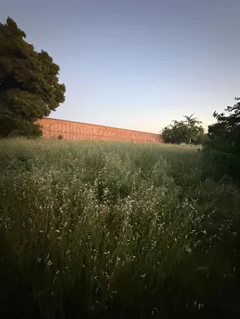 a view of a field of grass and trees
