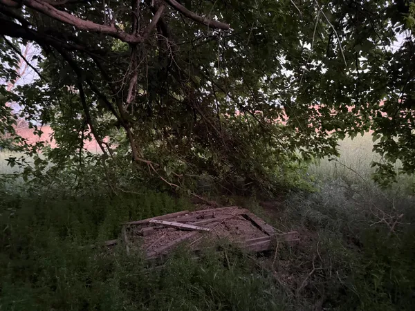 a view of a tree in a yard