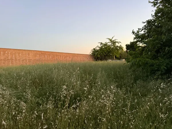 a view of a green field with lots of bushes