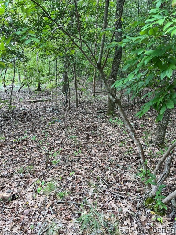 41-ac Ridgefield Road Mathews, VA 23109 - Photo 2 of 5 View of local wilderness