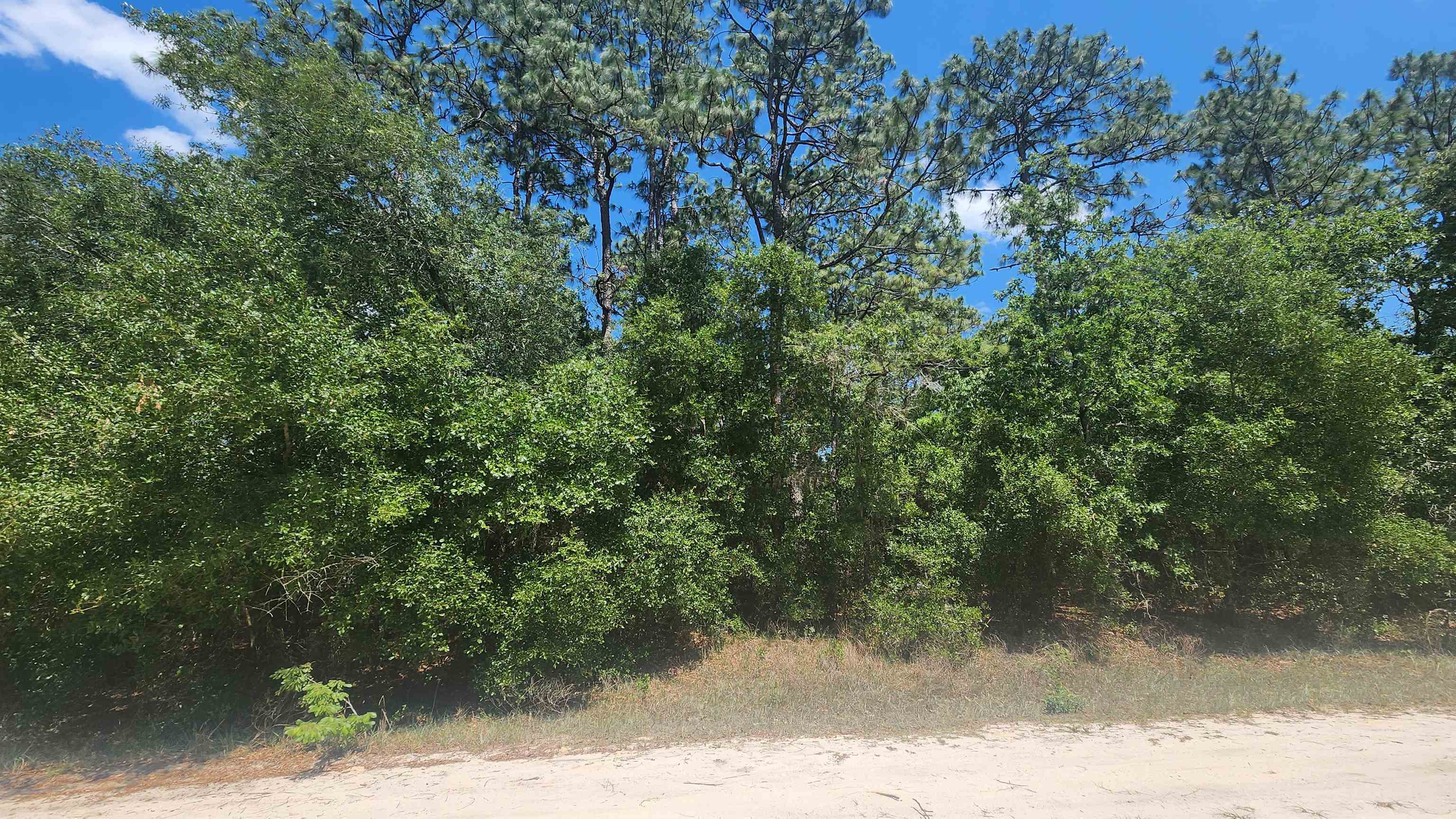 218 Summit Road Satsuma, FL 32189 - Photo 1 of 1 a view of a forest with trees