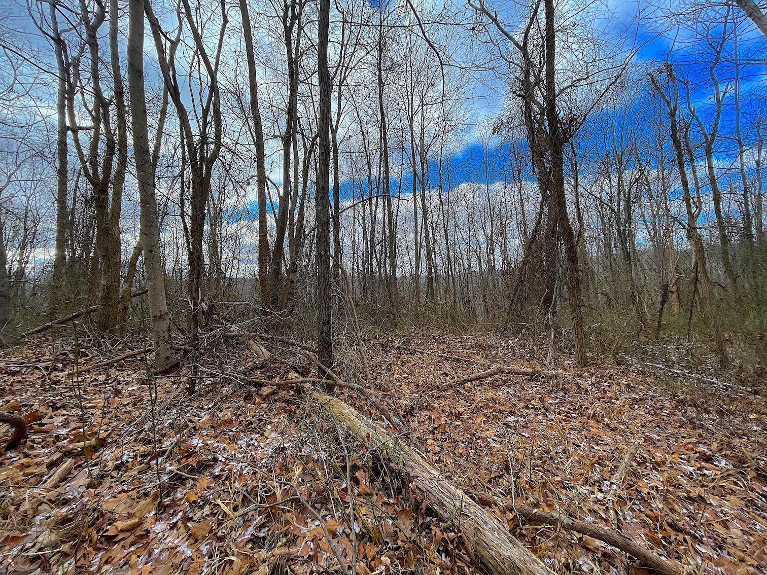 0 Hunting Run Road Lucasville, OH 45648 - Photo 19 of 39 IMG_0551