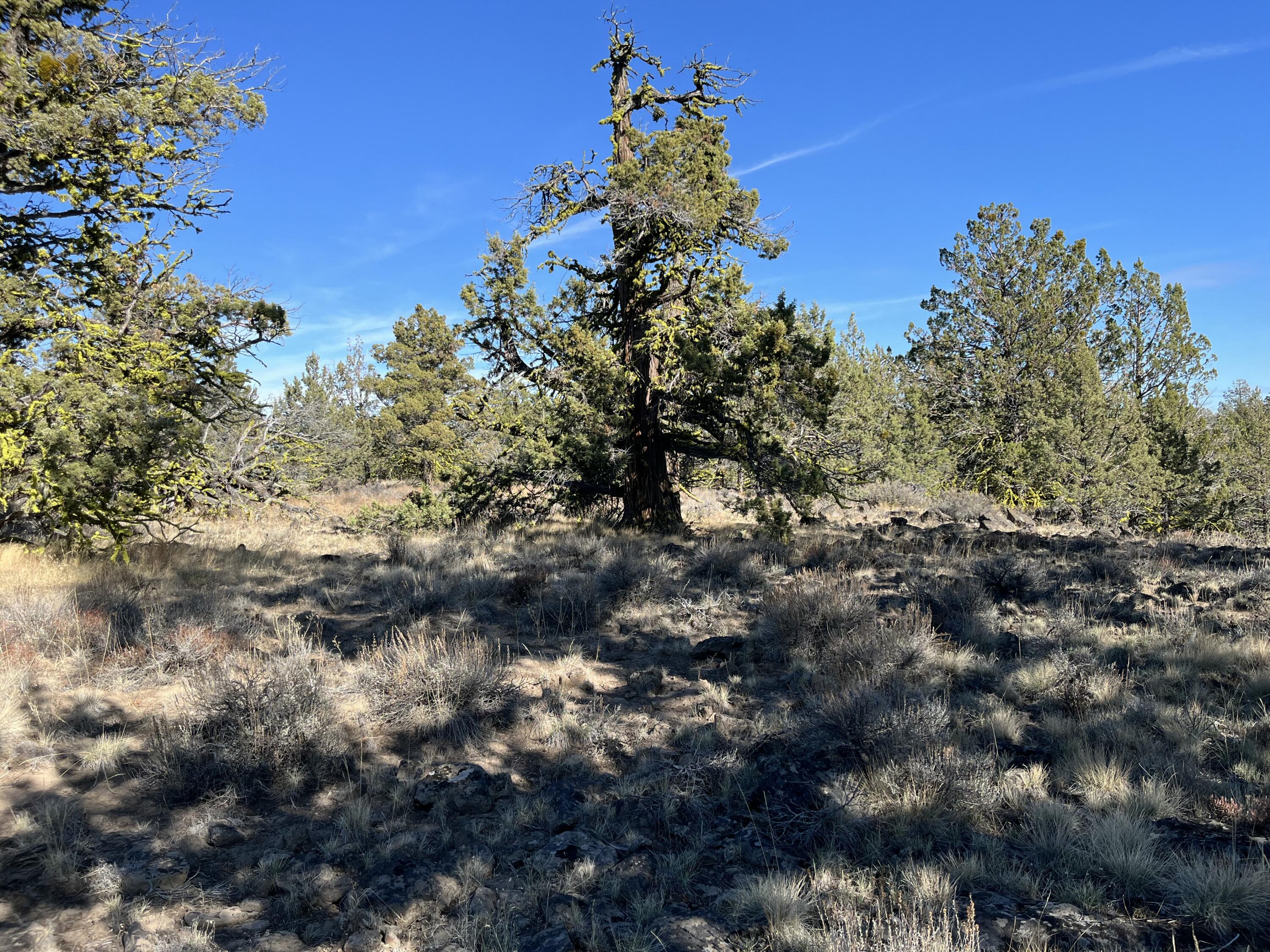 Tableland Road, Unit 3300 Chiloquin, OR 97624 - Photo 7 of 11 a view of a tree in a field of a house