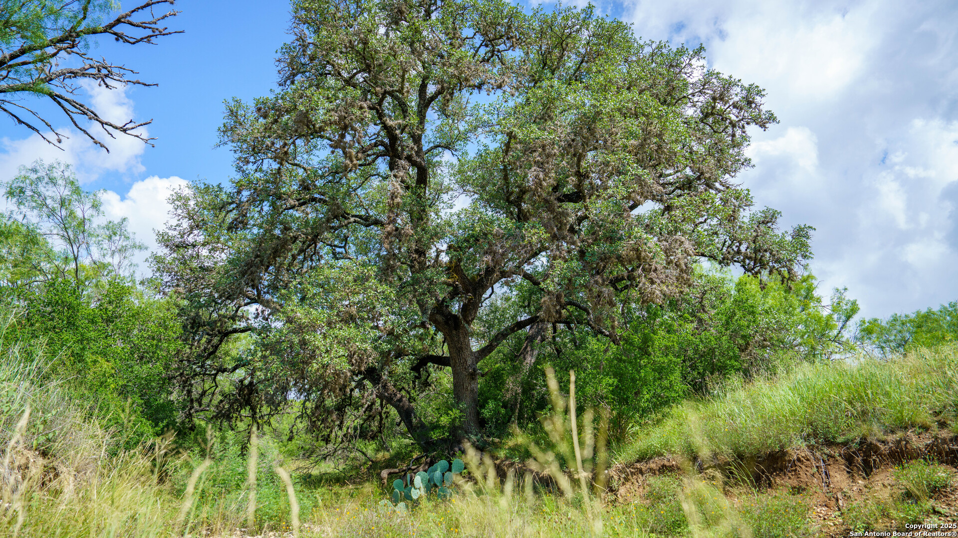 1231 B & R Road Vanderpool, TX 78885 - Photo 10 of 26 a view of a lush green forest
