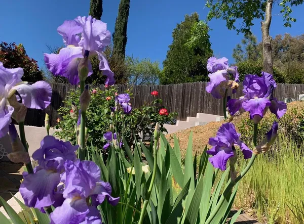 $549,000 | 2367 Ponderosa Road, Rescue, CA 95672