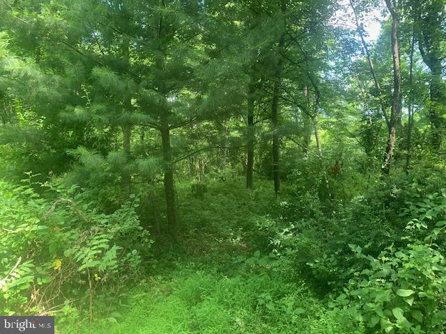 5353 Cito Road McConnellsburg, PA 17233 - Photo 6 of 15 Lush green woodland
