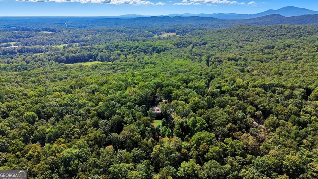 a close up of a plant in a garden