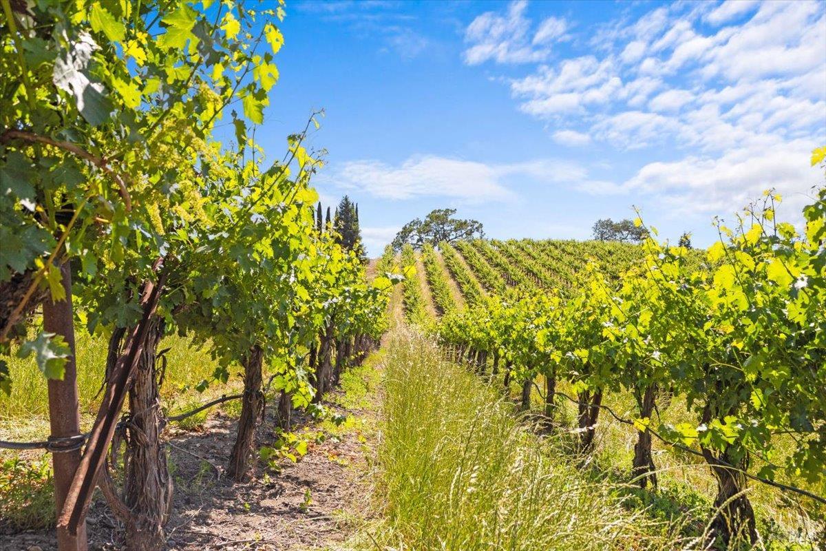 13404 Flora Ranch Road Healdsburg, CA 95448 - Photo 12 of 66 a view of a bunch of flowers