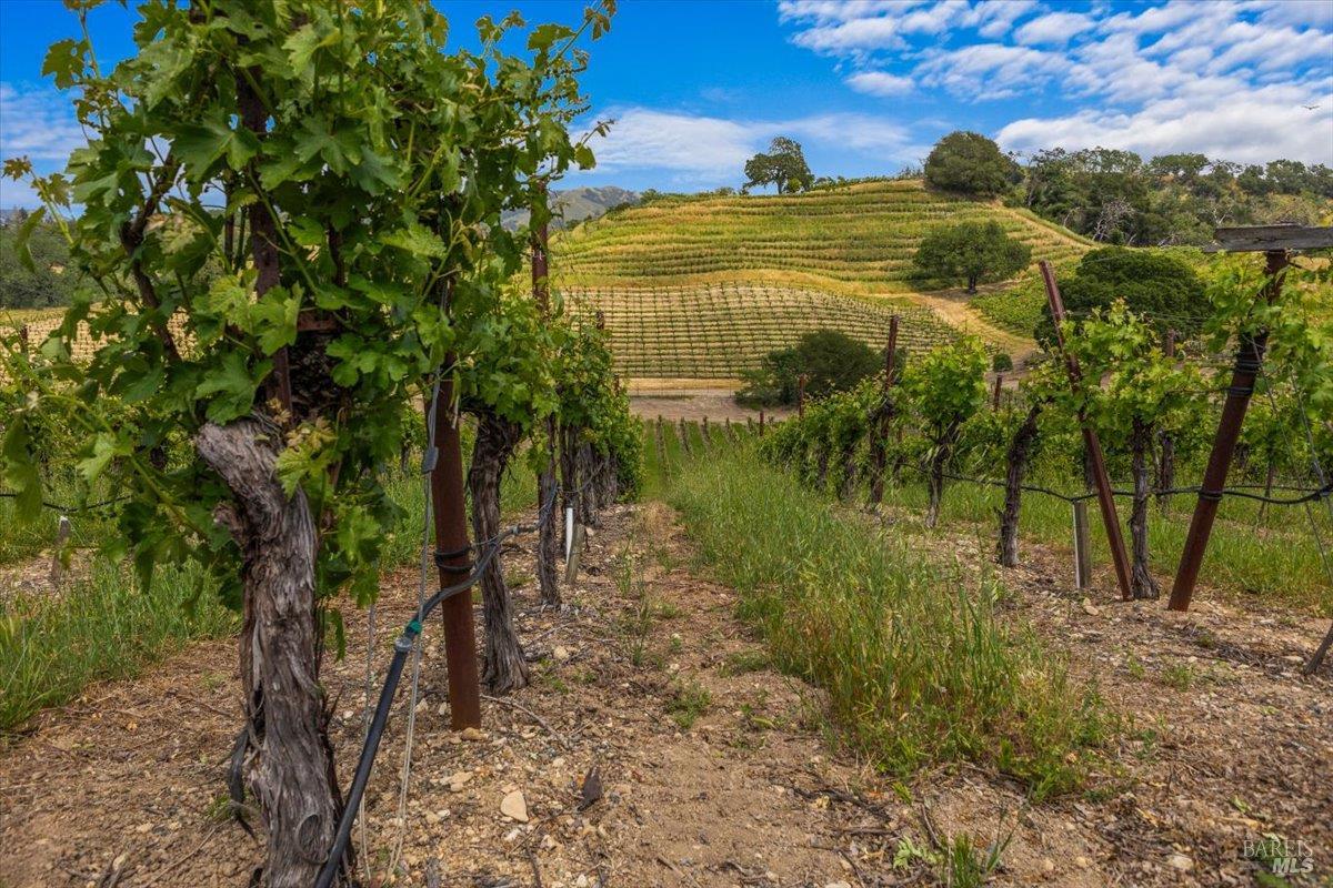 13404 Flora Ranch Road Healdsburg, CA 95448 - Photo 63 of 66 a view of a yard with plants and large trees