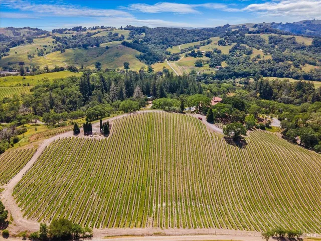 a view of a bunch of flowers