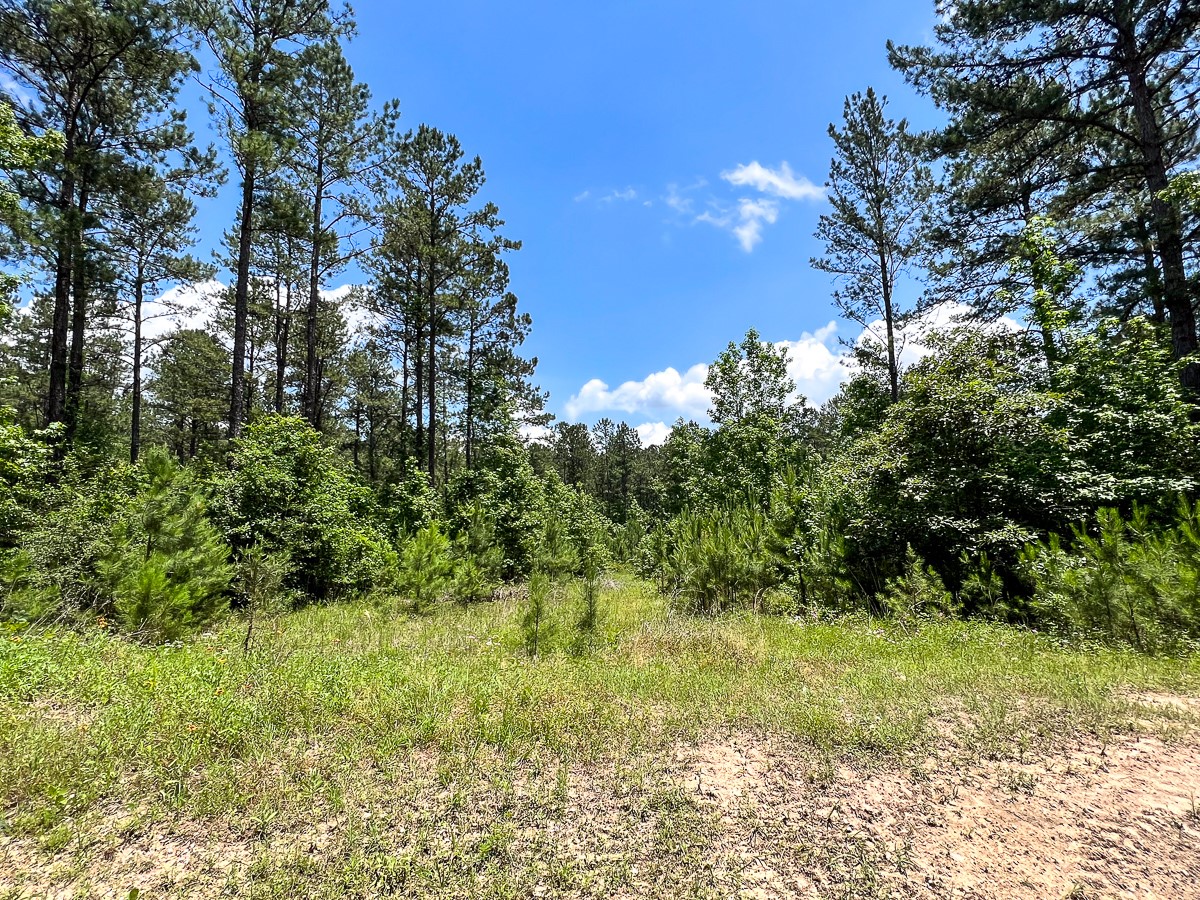 2 U.S. Highway 190 Oakhurst, TX 77359 - Photo 15 of 17