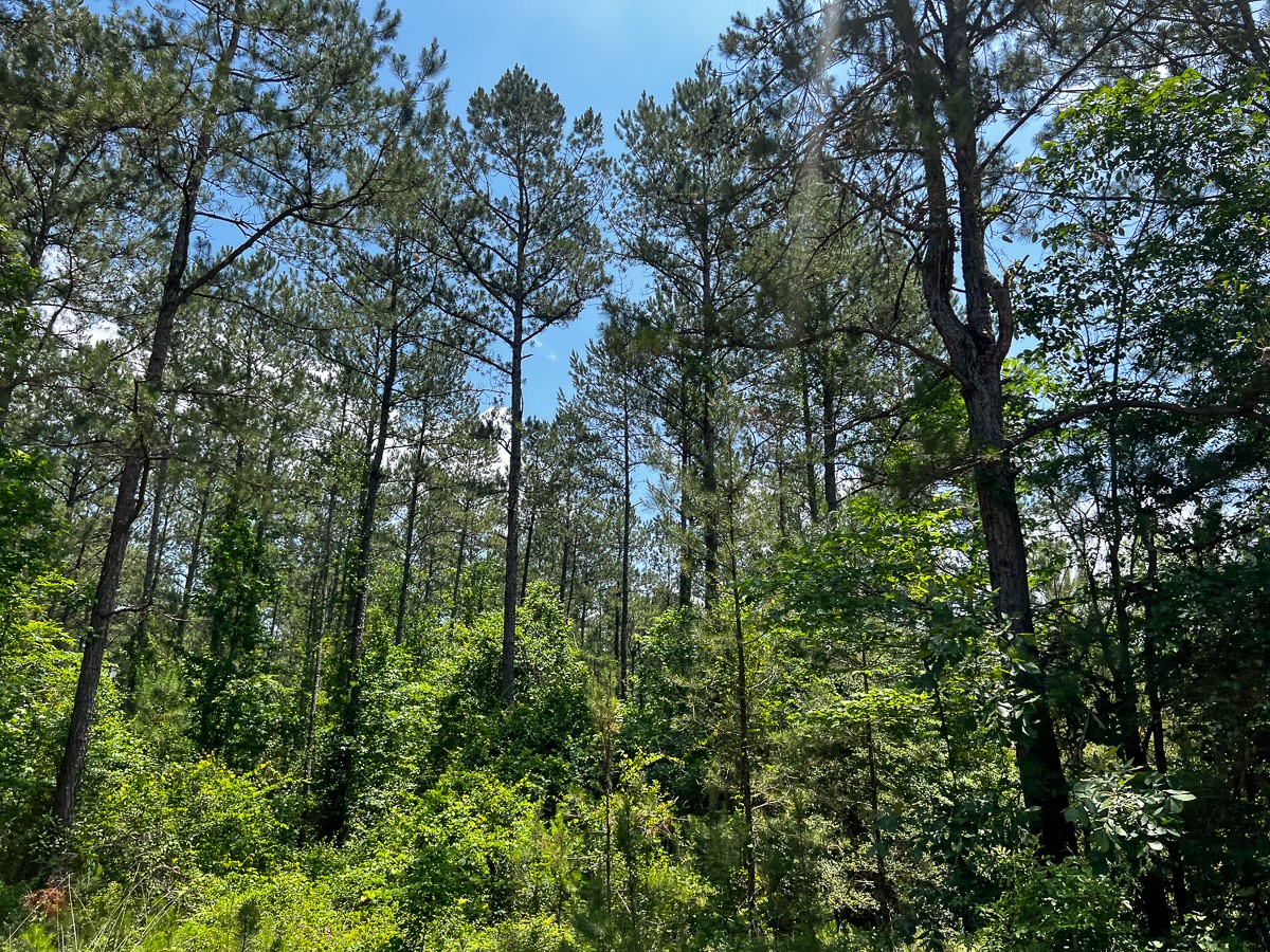 2 U.S. Highway 190 Oakhurst, TX 77359 - Photo 16 of 17