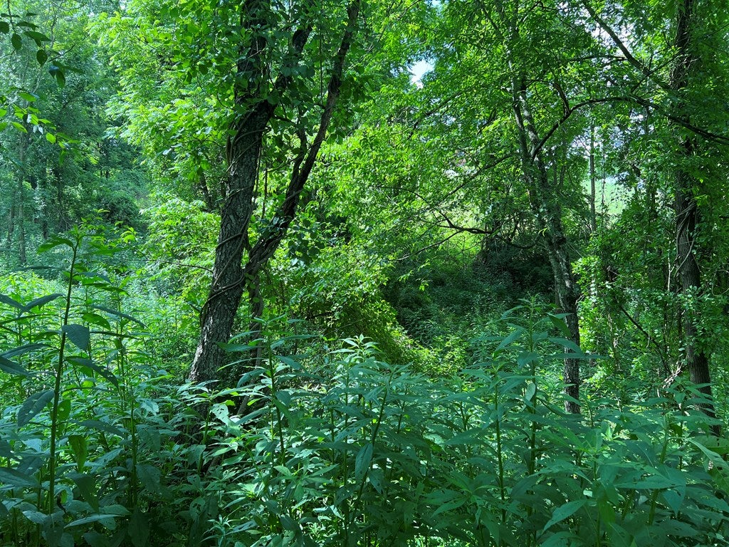 Gallery Image 7