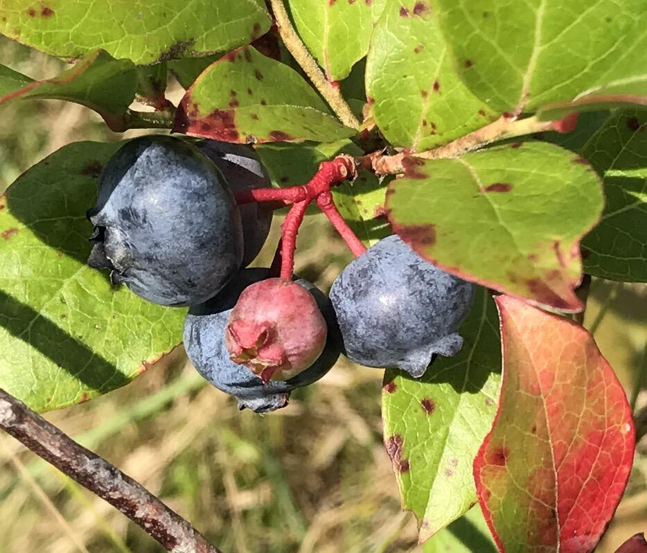 1242 Clinton Avenue Waterville, ME 04901 - Photo 50 of 69 Blueberries